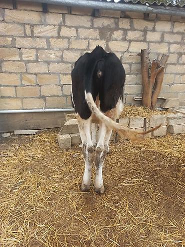 keci satisi tap az: Salam. Təmiz ivanofqadi anasinin şəkileri var . anasi 27 ltr sud — 2