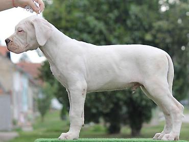 Psi: Leglo dogo argentino štenaca Sa ponosom predstavljamo vrhunsko leglo — 5