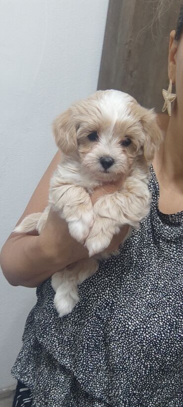 İtlər: 4 ay, Dişi, Peyvəndli, Ünvandan götürmə — 7