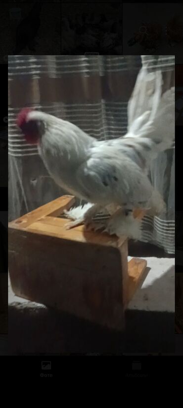 продаю связи с переездом: Продаю молодого карликового петушка