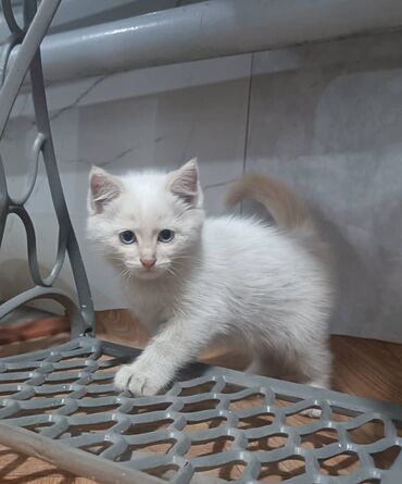 кошка британец: Пристраиваются кошки и котята. Идеальный питомец для дома