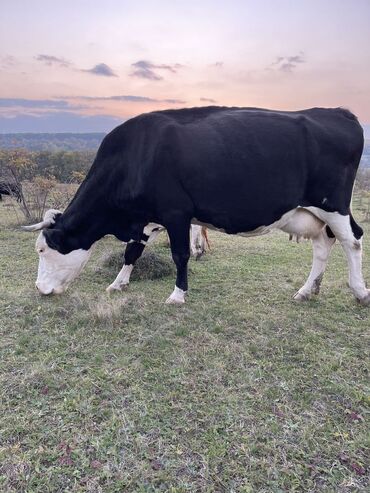 молочные породы коров в кыргызстане: Продаю | Корова (самка), Бык (самец), Тёлка | Ангус, Герефорд, Голштин | На откорм, На забой, Для разведения