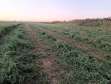 Дисковые косилки: Косилка-кондиционер Krone EasyCut 3200 CV - Прицепная дисковая — 4