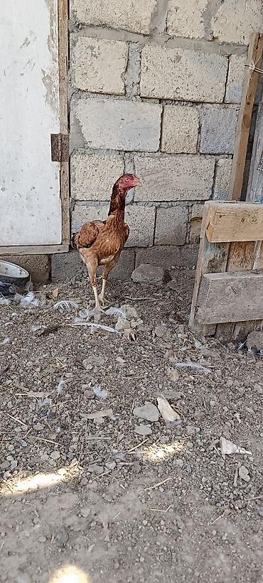 tovuz qusu satilir: 11 ayliq heyrati fere satilir. yumurtlayir . barterde mumkundu — 3