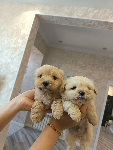 İtlər: Pudel, 2 ay, Erkek — 6