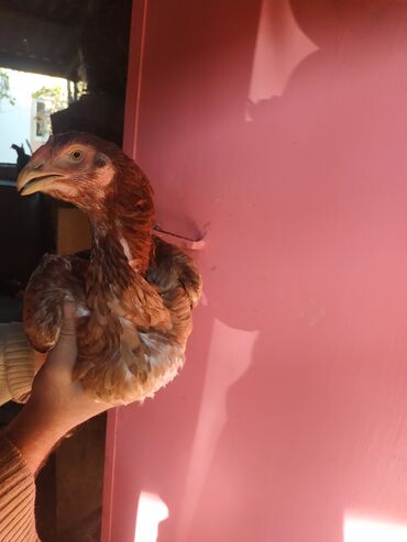 Pitiminutkalar: Heyratı toyuqları satılır gəncədədir tam sağlam heyvanlardi — 1