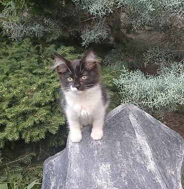 сколько стоят котята: Котята домашние, ласковые и игривые. Несколько окрасов на выбор: - — 6