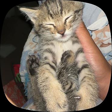 груминг кошек: Кошка даром: Беспородная, Мальчик — 2