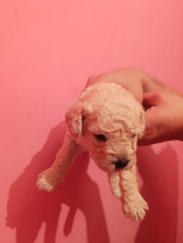 Digər kənd təsərrüfatı heyvanları: Pudel balaları satılır. iki həftəlikdililər. 1 ay yarımında götürə — 13