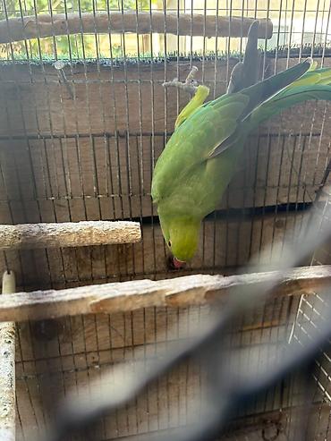 Tutuquşları: Watsappp elaqeNövlü tutuquşu – ağ-sarı rəngli cockatiel (nimfa) — 2