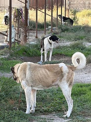 İtlər: Qurdbasar, 3 il, Erkək, Peyvəndli, Rayonlara çatdırılma — 7