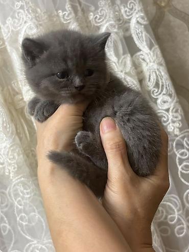 бесплатные котята в душанбе: Британская, В добрые руки, Самовывоз, Бесплатная доставка, Платная доставка — 1