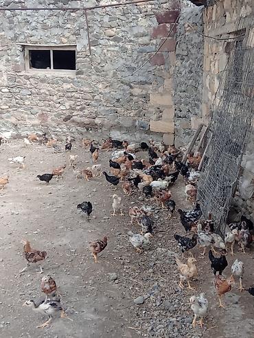 at satıx: Toyuq cücələri, Ətlik, Ünvandan götürmə — 8