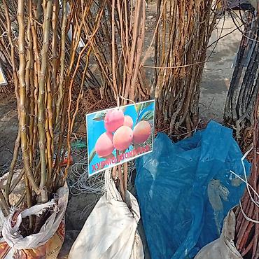 Яблоня: Саженцы плодовых культур — ассортимент сортов Предлагаются саженцы — 9