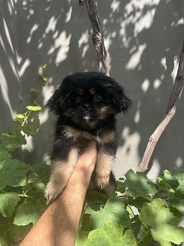 i̇sm: Pekines, 3 ay, Dişi, Peyvəndli, Pulsuz çatdırılma — 2