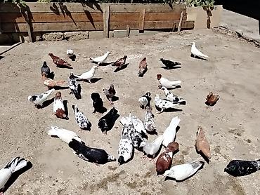 qus yuvalari: Salam quslar maşdagadadi hopdom 7manatdan tek tek sec götur 10manat — 3
