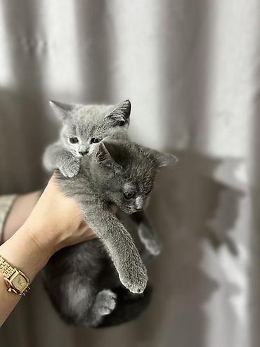 купить котенка шиншилла: Британские короткошёрстные котята, окрас голубой (плюшевые серые — 4