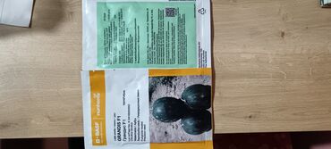 İstixanalar və parniklər: Şitil ücun qablarr qarpiz toxumlari uçun vathcapa yazn rayonlara — 16