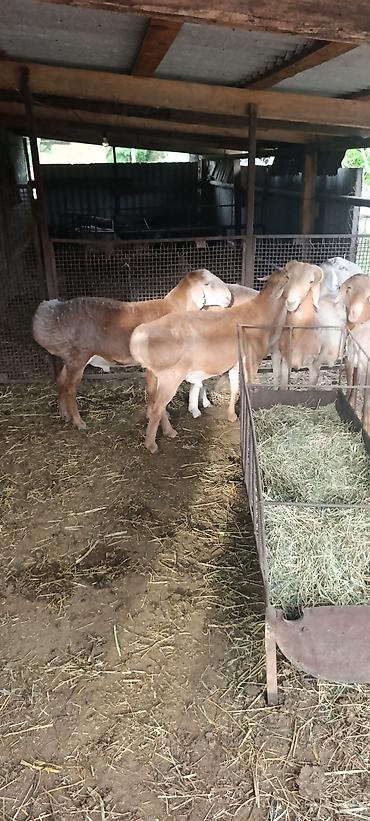 Баран, овца: Продаю | Баран (самец) | На забой, Для разведения at lalafo.kg — 8 Баран, овца: Продаю | Баран (самец) | На забой, Для разведения — 8