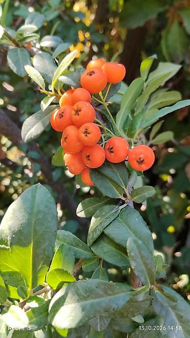 физалис купить: Пироканта (Pyracantha) — декоративный кустарник оранжевыми кустк — 1