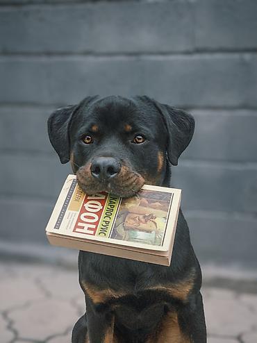 услуги кинолога: ДРЕССИРОВКА СОБАК | 🐶 Гарантия результата Опыт работы с собаками — 4 — 3