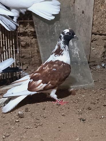 Göyərçinlər: Salam 6 dene secme quşlardi hamsi saglam bala veren heyvandi ucuşlarda — 2