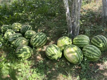 бал сатып алам: Арбузы Самовывоз