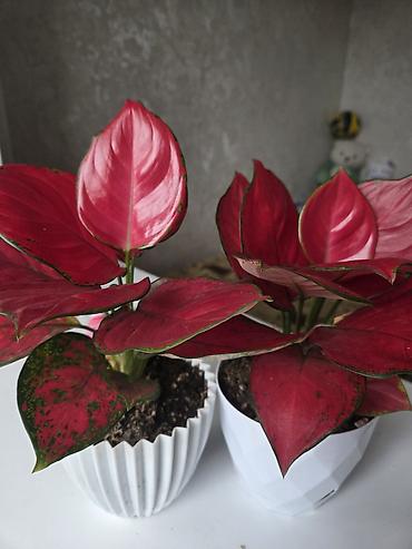 Монстеры: Монстера делициоза (Monstera deliciosa) в горшке - Эффектное — 14