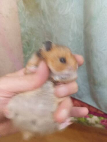 Gəmiricilər: Salam. Disi xomyak satilir. Qefesle birge. Qefesde gorduyunuz her sey -da lalafo.az — 6 Gəmiricilər: Salam. Disi xomyak satilir. Qefesle birge. Qefesde gorduyunuz her sey — 6