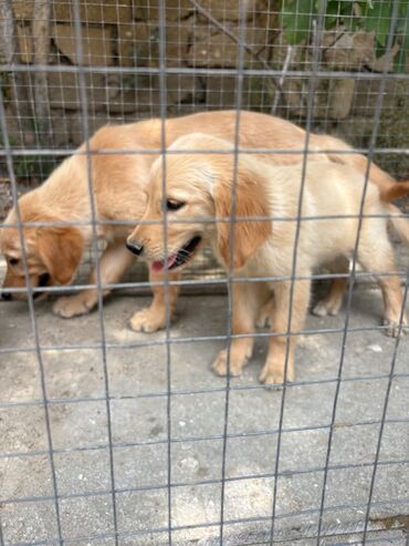 İtlər: Labrador-retriver, 2 ay, Erkek