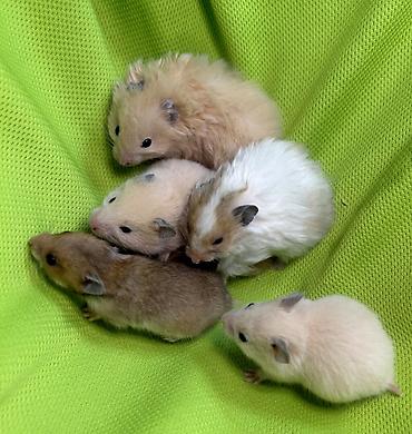 Хомяки: Продаются хомячки джунгарские, сирийские, ангорские пушистые хомячки — 10