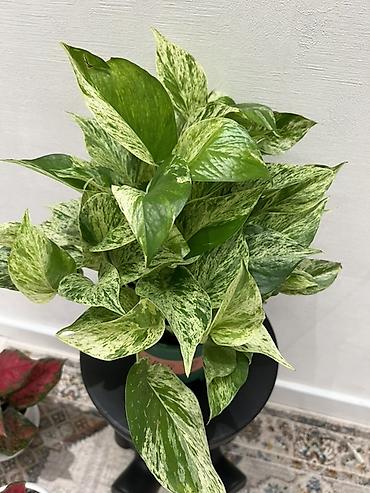 Лилии: Кливия (Clivia miniata) в горшке - Эффектное комнатное растение с — 14