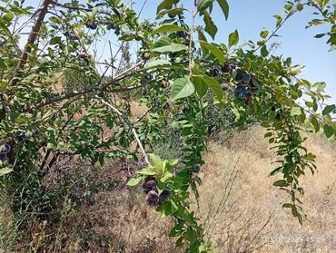 Продажа домов: Дача, 300 м², 2 комнаты, Собственник — 8