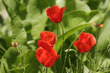 Fotokameralar: Canon 70D satılır əla vəziyyətdədir üstündə 18-135 lensultra — 16