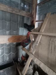 купить домашних курей: Продаю дакан молодой 6 месяцев майский прошу 2500