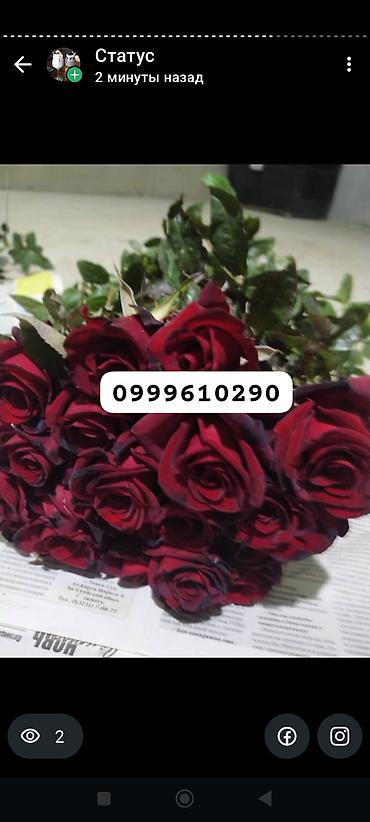 Rose saplings: Саженцы — 12