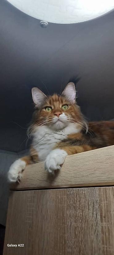 Продажа кошек: 🐾🐈Предлагаются к ранней брони очаровательные котята мейн-кун — 10