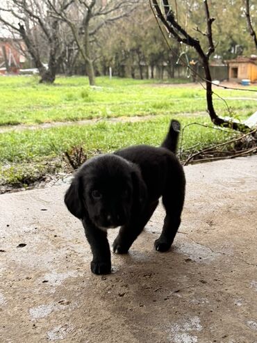 Psi: Štenci mešanci – više štenaca različitih boja i šara Opis: - Leglo — 15