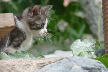 коты воители: Отдам котят
проглистованы
ходят в лоток
два мальчика и две девочки