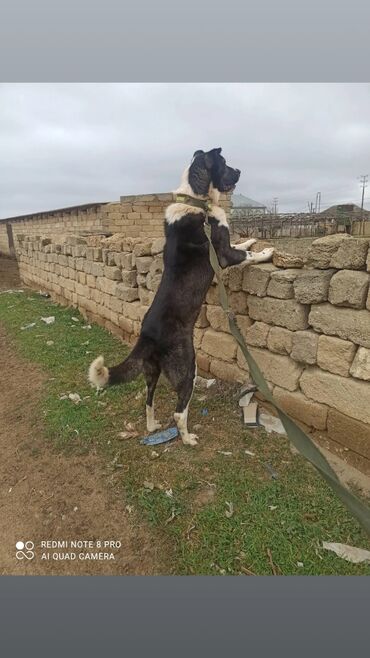 it coban: Qafqaz çoban iti, 1 il, Erkek