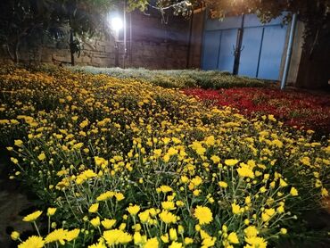 Çöl bitkiləri: Müxtəlif rəngli Xrizantema payızgülü güllərinin topdan və pərakəndə — 10