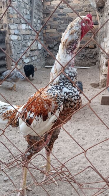 будка для собаки: Xoruz, il: 1, Ünvandan götürmə