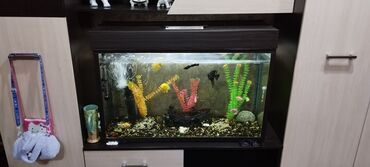 малек рыбы: Продаётся аквариум с 17 разными рыбками, аквариум 200 литровый со