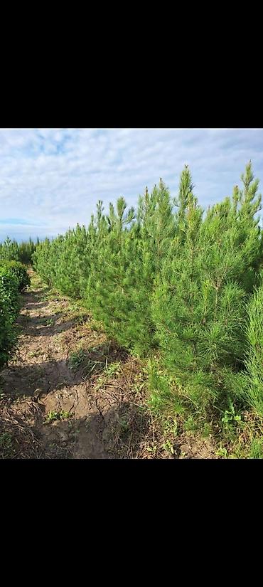 Tinglər: Eldar wami ve kiparis pramida isdenilenn sayda ve olcude var qiymet — 9