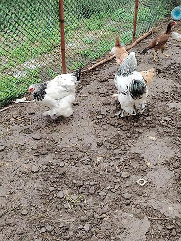 brama cuceler: Toyuq, Brama, Damazlıq — 5