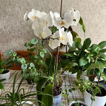фикус с белыми листьями: Орхидея белая 1500 сом, в отличном состоянии