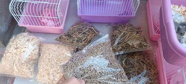 Gəmiricilər: 2cunqarik 1qəfəs üstündə vitaminli yem,quru yonca,apilka hədiyyə cəmi -da lalafo.az — 11 Gəmiricilər: 2cunqarik 1qəfəs üstündə vitaminli yem,quru yonca,apilka hədiyyə cəmi — 11