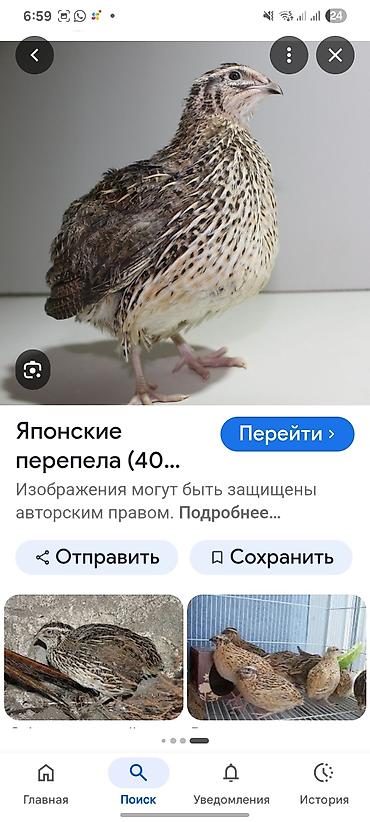 рахат про: Перепела породы «японский» (японский перепел) - Порода: яйценоского — 2