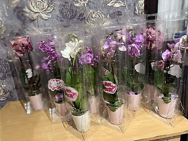 Орхидеи: Орхидея оптом и в розницу принимаем корпоративные заказы !!! Г at lalafo.kg — 4 Орхидеи: Орхидея оптом и в розницу принимаем корпоративные заказы !!! Г — 4