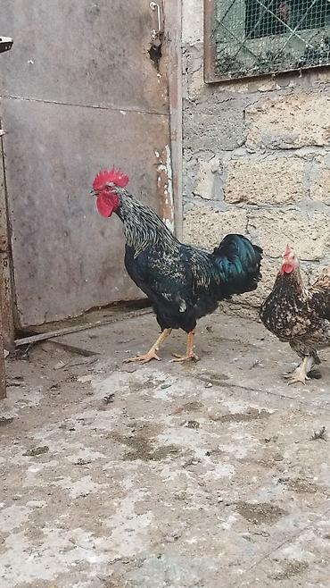 Quşlar: Satılır 11 ayliq xoruz . Aktiv ve saglam xoruzdu. Damazliq uçun — 4